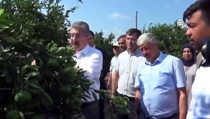 Erkenci mandalinanın hasadı başladı. 12 bin dekar alanda 60 bin ton yetişiyor