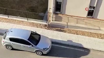 Şehir merkezine inen tilki eve girdi