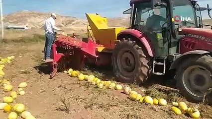Çiftçi kadın ilk defa ekti 15 ton ürün topladı. Duyan inanamadı
