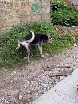 Köpek kaykay ile köy turu attı. Sosyal medya bugün bu videoyu konuşuyor