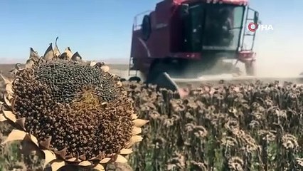 Tahıl ambarı ilimizde 640 bin dekara ekildi biçerdöverler toplamaya yetişemedi
