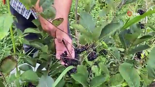 Fındığa alternatif dikti ilk hasadını yaptı. Bağışıklığı zımba gibi yapıyor kilosu 250 TL