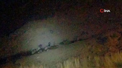 Kurt, bozayılarla birlikte yiyecek aradı