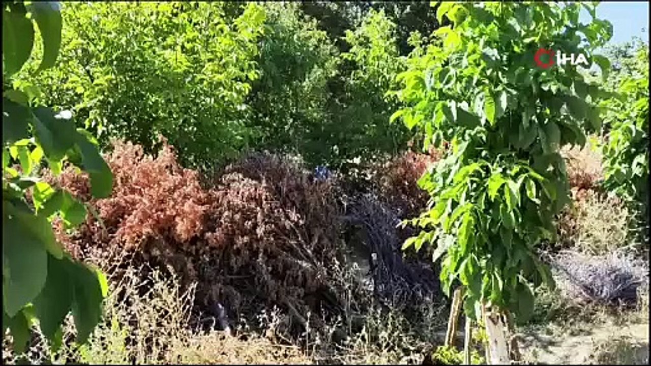 Beyşehir'de ceviz bahçesinde uyuşturucu çıktı