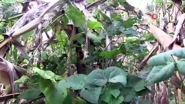 Gürcistan'dan geldi Türkiye'nin köyünü istila etti. Köylünün gözüne uyku girmiyor