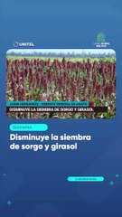 Disminuye la siembra de sorgo y girasol