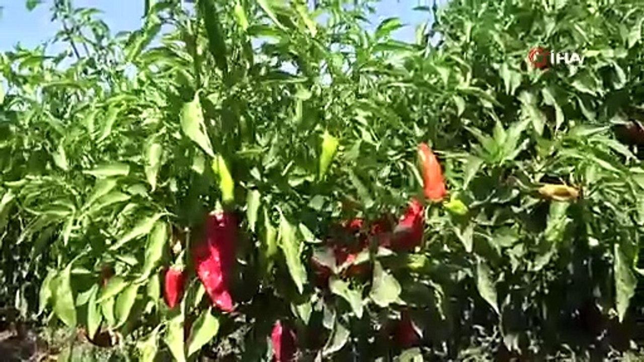 Çete bayramında ekiliyor çiftçi toplamaya yetişemiyor. Sofraların vazgeçilmezini çiftçi 15 dönüme ekti