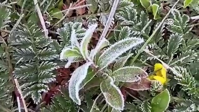 Ardahan'da kırağı oluştu! Soğuk hava etkisini gösterdi