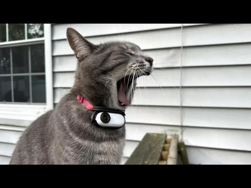 Insta360 Go 2 Strapped To A Cat