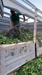 Vatandaş tane ile satın alırken kamyonet dolusu salatalığı çöpe attılar