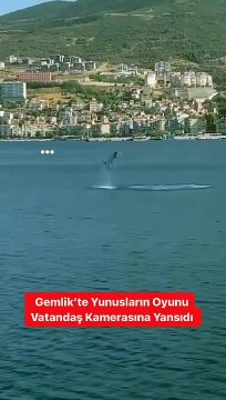 Her ailenin bir delisi vardır yunusların delisi de bu