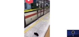 İstanbul metrosunda bir genç medeniyetten uzak canlıya unutamayacağı bir ders verdi