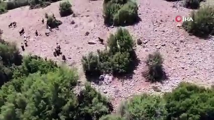 Çalıların arasında pusuya yattı koyunu tek hamlede yere serdi