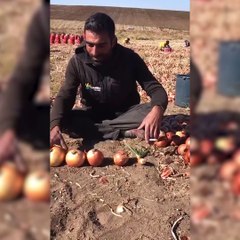 Çiftçinin içler acısı hali böyle gözler önüne serildi