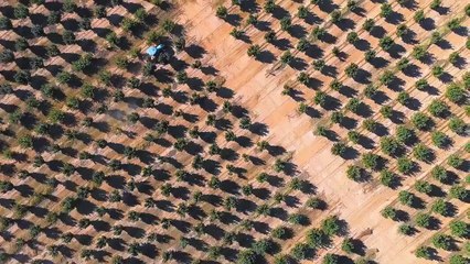 Ferrero'nun dev fındık tarlası görüntülendi. Türkiye'deki fındık alım fiyatını belirliyorlar