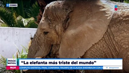Ely, Gipsy y Annie se integran a su nuevo hábitat