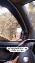 Aydın'da ağaçta kaplan görüldü iddiası. Türkiye yol geçen hanı olunca kim bilir kim getirdi