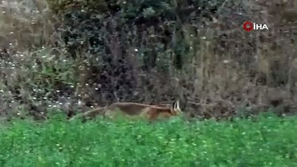 Aç kalan tilki köye indi