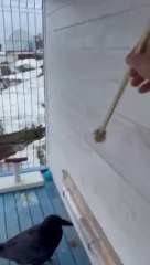 After thrsty crow see the hungry crow