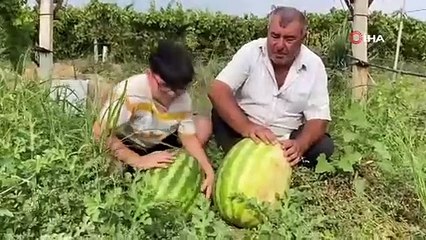 Üzüm bağında yetiştirdi her biri 30 kiloyu geçti