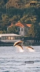 İstanbul Boğazı'nda yunusların dansı: Renkli görüntüler oluşturdu