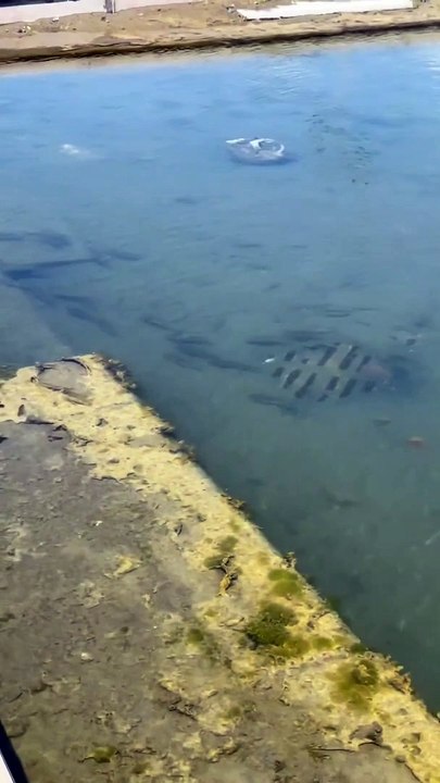 İskenderun'daki anıt meydanı göle döndü. Denizden sürüklenen balıklar meydanda yaşamaya devam ediyor
