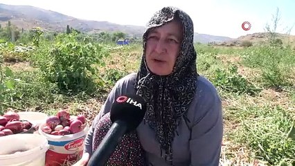 Sadece o ilçeye tarlada 14 kilosu 150 TL