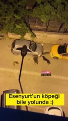 Esenyurt'ta sokak köpeklerinden gece yarısı mesaisi