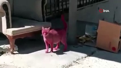 Sokak kedisini pembeye boyayıp sokağa saldılar