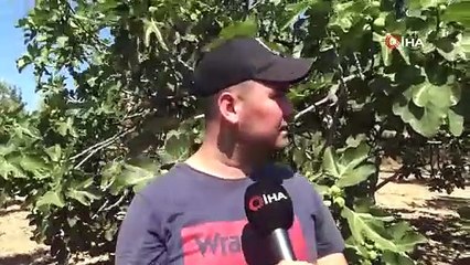 Hasadı bugün başladı tarlada kilosu 80 TL. İngilizlerin Buckingham Sarayı’nın bile sofralarını süslüyor