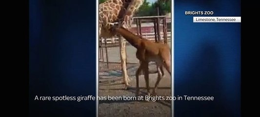 Hayvanat bahçesinde beneksiz zürafa doğdu. Dünyada bir ilk kez görüldü