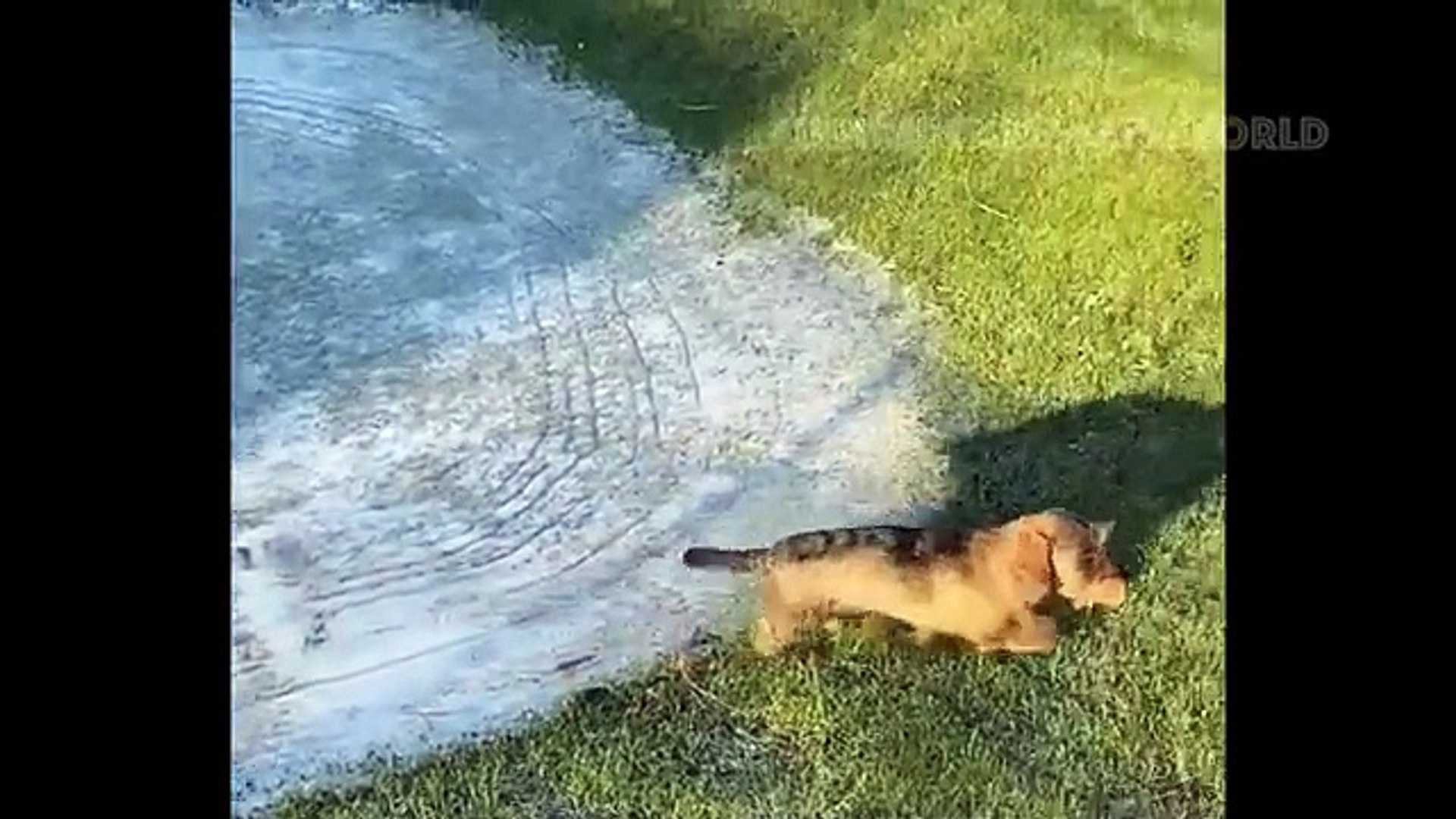 Funniest videos funny videos