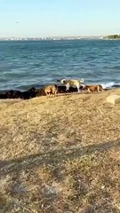 Çanakkale'de yangından kaçan hayvanlar kendini denize attı