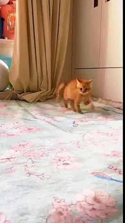 Cute funny cat