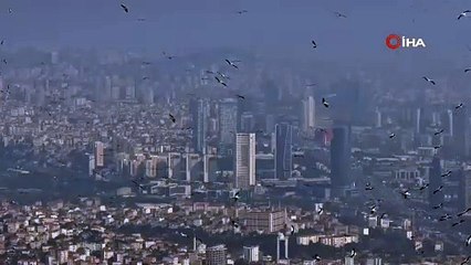 İstanbul semalarını yüz binlerce leylek süsledi
