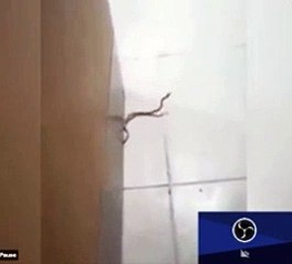 Hastanenin içine giren yılan ortalığı birbirine kattı