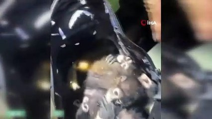 Meksika’dan ABD’ye maymun kaçıran şahıs yakalandı