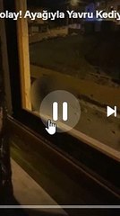 Yavru kedileri gözünü bile kırpmadan katletti