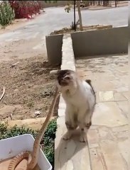 Bu nasıl refleks? Yılan ısırığından uçarak kurtuldu