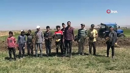 Doğada kendiliğinden yetişiyor. Koca bölgenin geçim kaynağı oldu