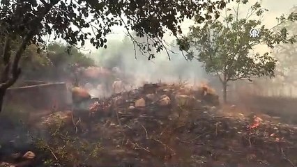 Скачать видео: Çanakkale'deki orman yangını büyüyor: 1 köy boşaltıldı, Çanakkale-Çan karayolu trafiğe kapatıldı