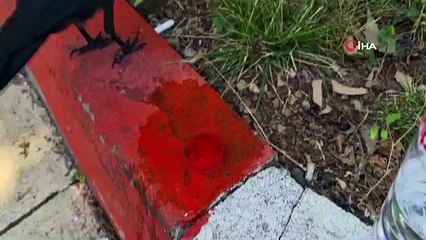 Sıcaktan bunalan kargaya elleriyle su verdi