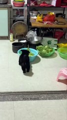 Cute dog video/cute puppy video/black funny dog video/dog funny video