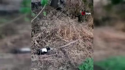 Türkiye'nin en zehirli yılanı yakaladığı kargayı böyle yedi