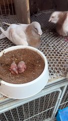 Pigeons Pair With Chicks