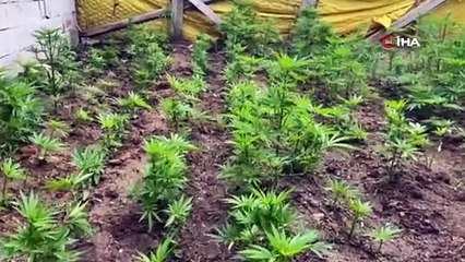 Bahçesinde kenevir yetiştiren şüpheli uyuşturucu yaparken yakalandı