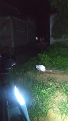 Ini... kucing mau ikut buat conten