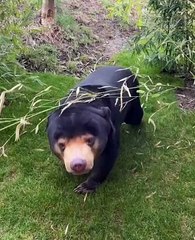 İnsan zannedilen ayının yeni görüntüleri yayınlandı