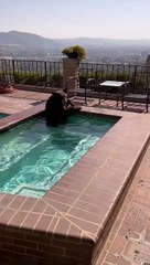 Sıcaktan bunalan ayının jakuzi keyfi