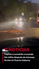 Captan a cocodrilo cruzando las calles después de intensas lluvias en Puerto Vallarta